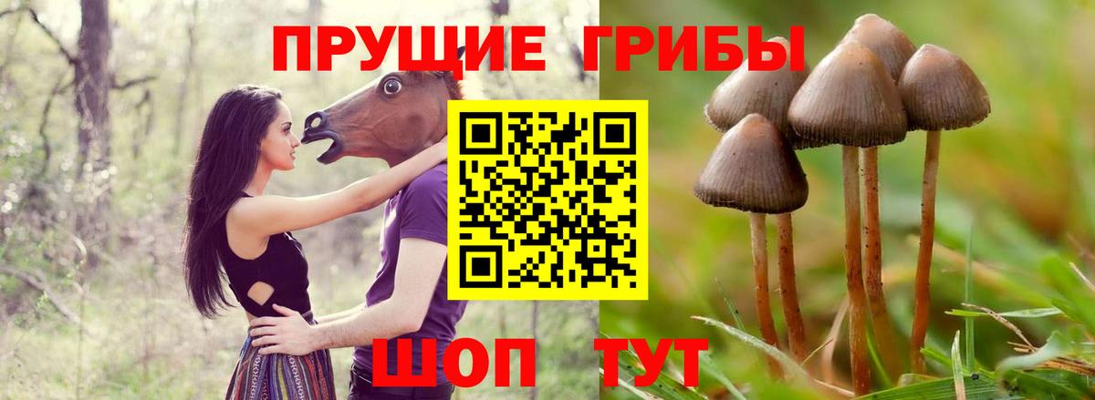 Галлюциногенные грибы Psilocybe Старая Купавна